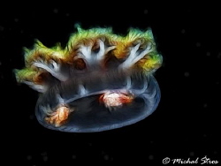 Upside-down jellyfish (Cassiopea andromeda) by Michal Štros 
